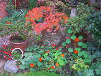 Featured is a photo of a garden (and thus, the activity of gardening) in progress by an unknown photographer.